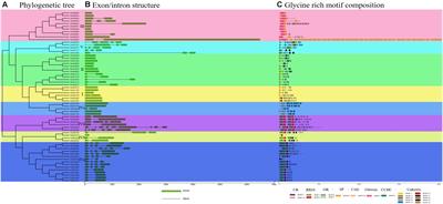 Molecular Characterization, Expression Pattern and Function Analysis of Glycine-Rich Protein Genes Under Stresses in Chinese Cabbage (Brassica rapa L. ssp. pekinensis)